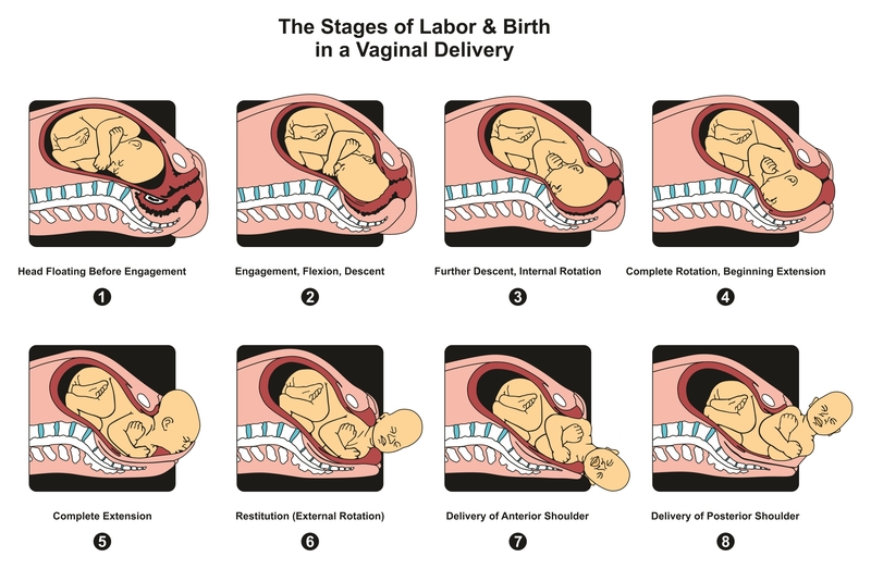 Aproximación pasos trabajo Preparación, proceso y etapas del parto - EMBARAZOYMAS