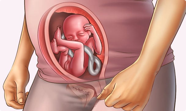 20 semanas de embarazo – Quinto mes
