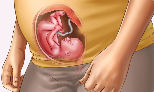 23 semanas de embarazo – Sexto mes
