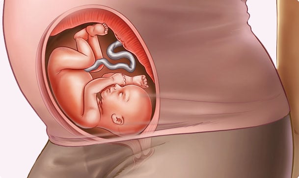 25 semanas de embarazo – Sexto mes
