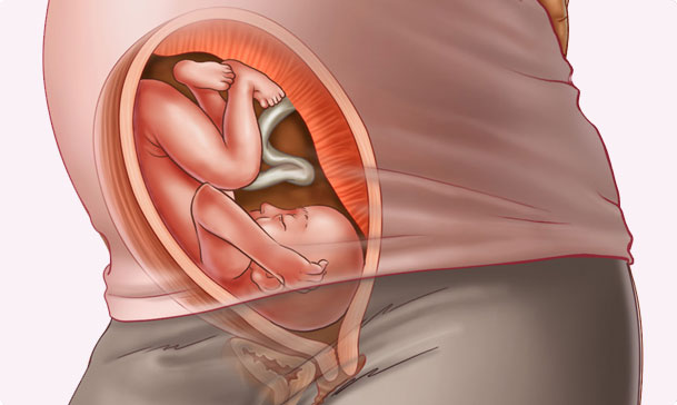 29 semanas de embarazo – Séptimo mes
