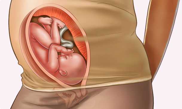 30 semanas de embarazo – Séptimo mes