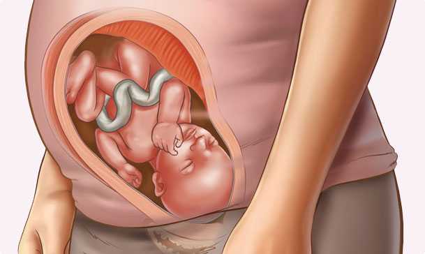 32 semanas de embarazo – Octavo mes