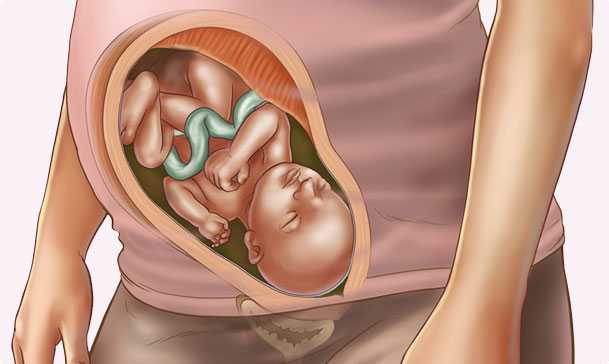 33 semanas de embarazo – Octavo mes