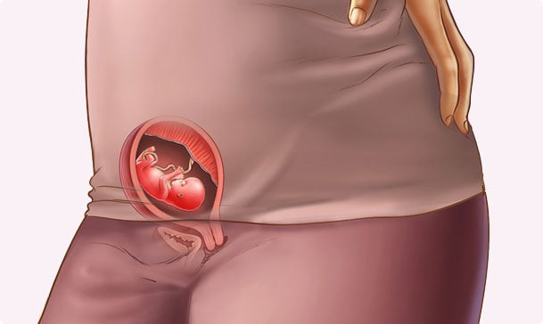 11 semanas de embarazo – Tercer mes