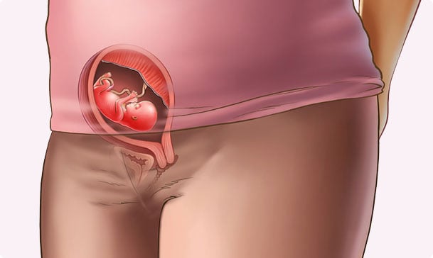 12 semanas de embarazo – Tercer mes