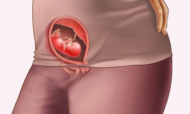 13 semanas de embarazo – Tercer mes