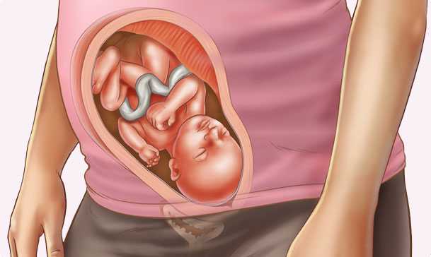 28 semanas de embarazo – Séptimo mes