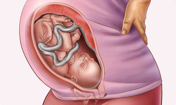 35 semanas de embarazo – Octavo mes