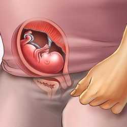 15 semanas de embarazo – Cuarto mes