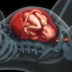El estrés del bebé en el útero materno