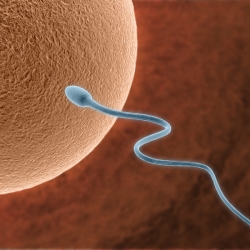 Infertilidad: ¿qué significa el “factor masculino”?