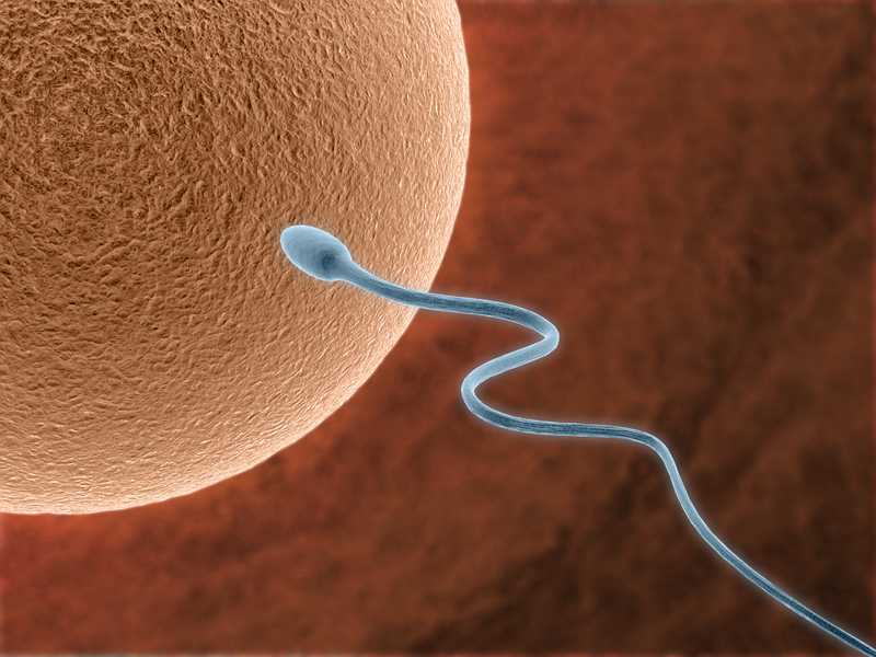 Infertilidad: ¿qué significa el “factor masculino”?
