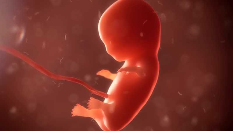 En Que Semana Del Embarazo Se Puede Apreciar El Sexo Del Bebe Embarazoymas En Que Semana Del Embarazo Se Puede Apreciar El Sexo Del Bebe Embarazoymas