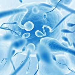 Qué problemas afectan a la producción de espermatozoides