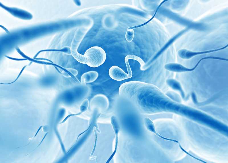 Qué problemas afectan a la producción de espermatozoides
