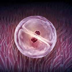 Diferencias entre zigoto, embrión y feto