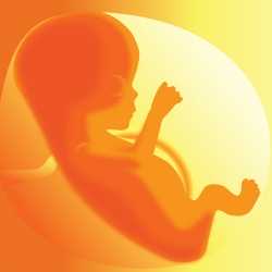 Funciones del liquido amniotico en el embarazo