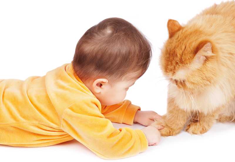 Bebés y gatos: ¿pueden convivir?